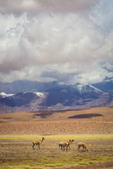 Landscape of volcanoes and wildlife on a stormy day. Chile, South America.