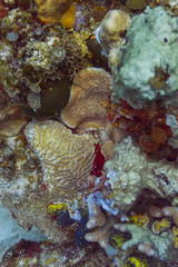 Colorful reef texture