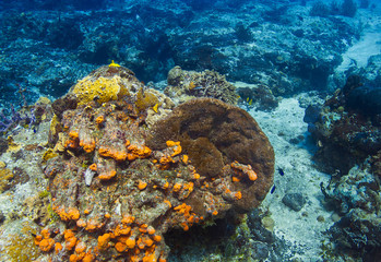 Colorful coral reef