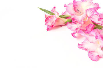 Pink gladiolus on a white background. Copy space.