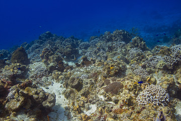 Naklejka na ściany i meble Bottom of sea coral reef