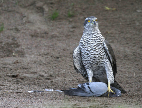 Goshawk, Accipiter gentilis, taking a breath inside the bunker of a golf course after catching and killing the feral pigeon, Columba livia domestica in Espoo, Finland.