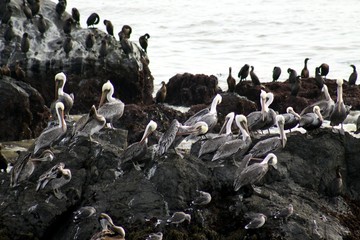 Fototapeta premium Pelican Colony at the Coast -- USA 