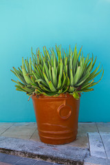 Aloe in a pot