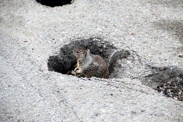 Nice Squirrel in a hole