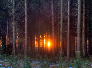 Red light of rising sun shining between stems of a pine forest