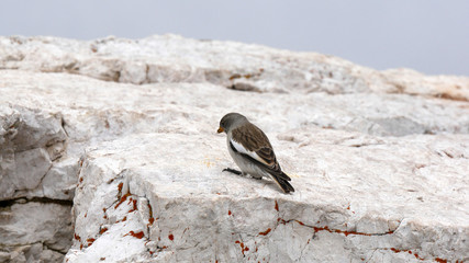 Passero solitario tra le rocce in alta montagna