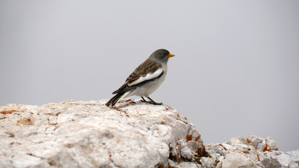 Passero solitario tra le rocce in alta montagna