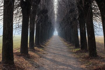 viale alberato nel parco del Lura - Lomazzo
