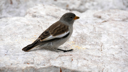 Passero solitario tra le rocce in alta montagna