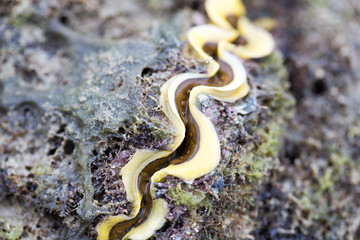  A live individual of Tridacna gigas in Nature. © sinhyu