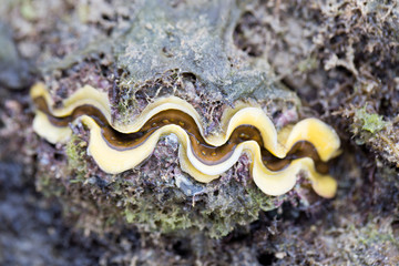  A live individual of Tridacna gigas in Nature. © sinhyu