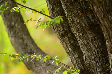 alberi di Carpino nero,primo piano, bosco,Ostrya carpinifolia