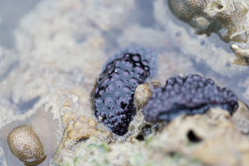Nudibranch, Sea slug are a group of soft-bodied, marine gastropod molluscs in the nature for education.