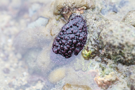 Nudibranch, Sea slug are a group of soft-bodied, marine gastropod molluscs in the nature for education.