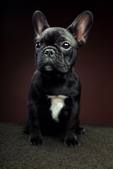 French Bulldog Studio