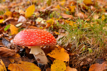 Fly Agaric (Amanita muscaria), poisonous toadstool from Forests