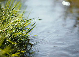 Close up of water stream with fresh plant, spring concept. - Powered by Adobe