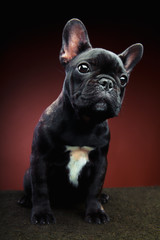 French Bulldog Studio
