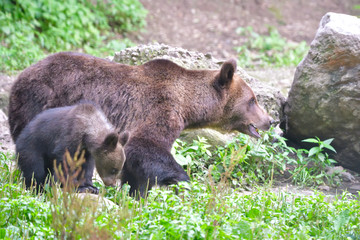 Wild Brown Bear  Mother with little Cub