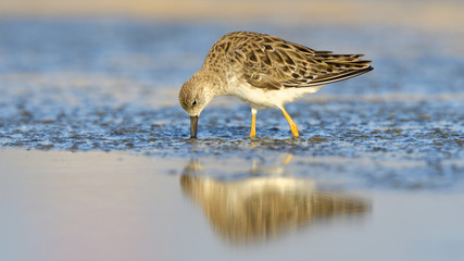 Juvenile Ruff in water