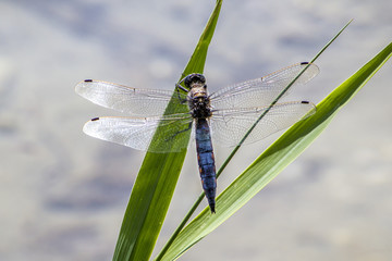 Königslibelle