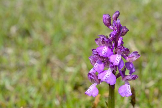 Wetland Purple Orchid (Anacamptis palustris) in Springtime