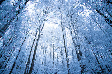 Verschneiter Wald im Winter, Lichteinfall