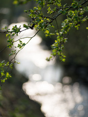 Glittering light reflections under a tree branch