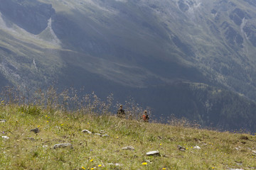 Fototapeta premium Landschaft in Kärnten