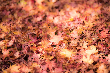 Autumn leaves