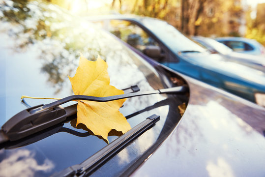 Autumn. Maple leaf on windshield of automobile car