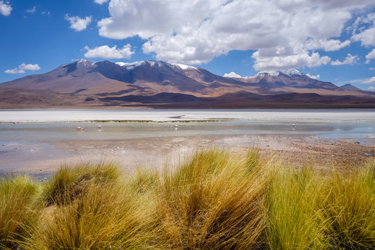 Laguna Honda in sud Lipez Altiplano reserva, Bolivia