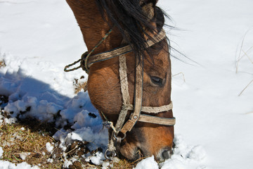 Head of the Kyrgyz horse in harness, close up