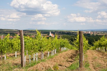 Fototapeta na wymiar Vineyards near village Hnanice, Southern Moravia, Czech republic