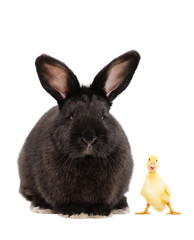 Obraz premium Black bunny and funny duckling, isolated on white background