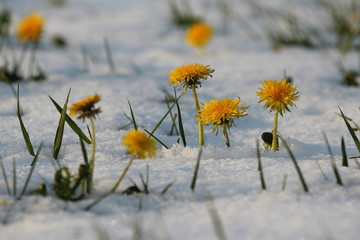 L&ouml;wenzahnbl&uuml;ten im Schnee