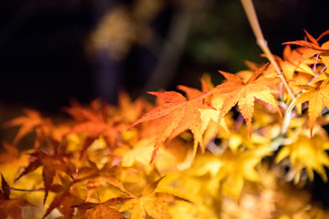 Autumn leaves