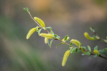 Male flowering catkin on a willow