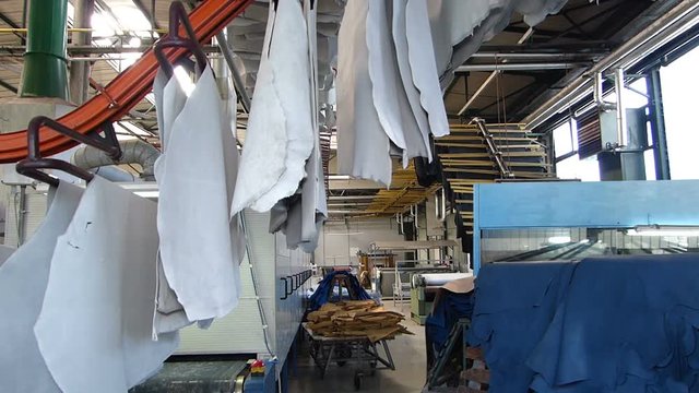 Leather moving on production line at the tannery