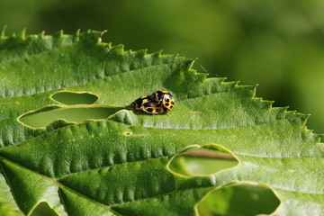 Ladybugs for the occupation of procreation