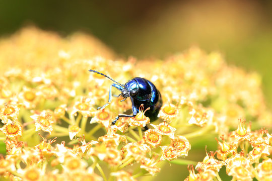 Chrysochus chinensis,  close-up