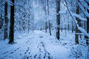 Verschneiter Wald im Winter