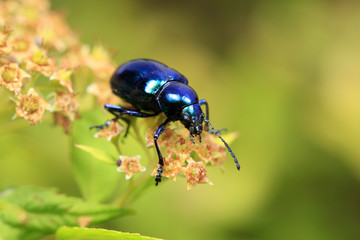 Chrysochus chinensis,  close-up