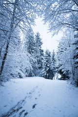 Fototapeta na wymiar Spazierweg in verschneitem Wald, Winter