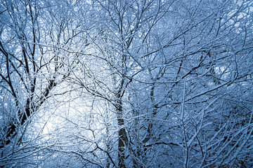 Verschneiter Wald im Winter, Lichteinfall