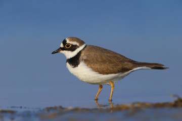 Little ringed plover ( Charadrius dubius )