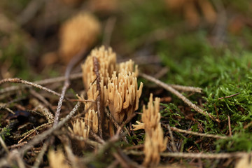 Green staining coral fungi (Ramaria abietina)