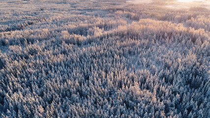 Aerial view of snowy boreal forest against sunset at winter in Kurjenrahka National Park, Finland