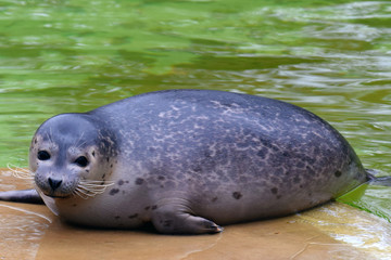 Cute harbor seal (Phoca vitulina) lies on a stone and looking at camera.